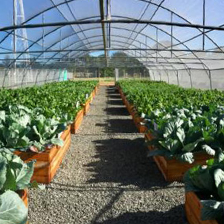 CENSARDE Vegetable Tunnels